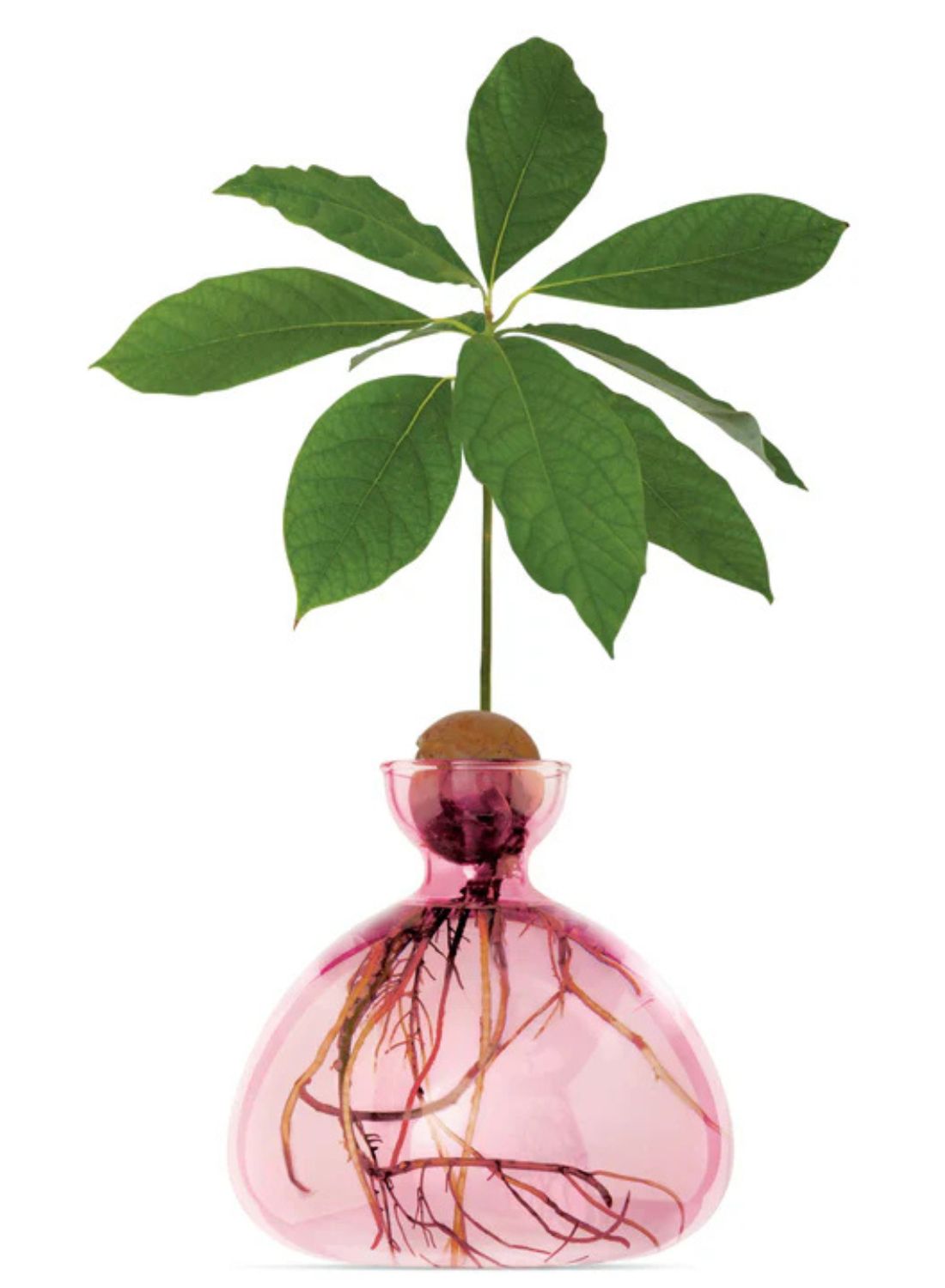 Avocado Vase Rose pink