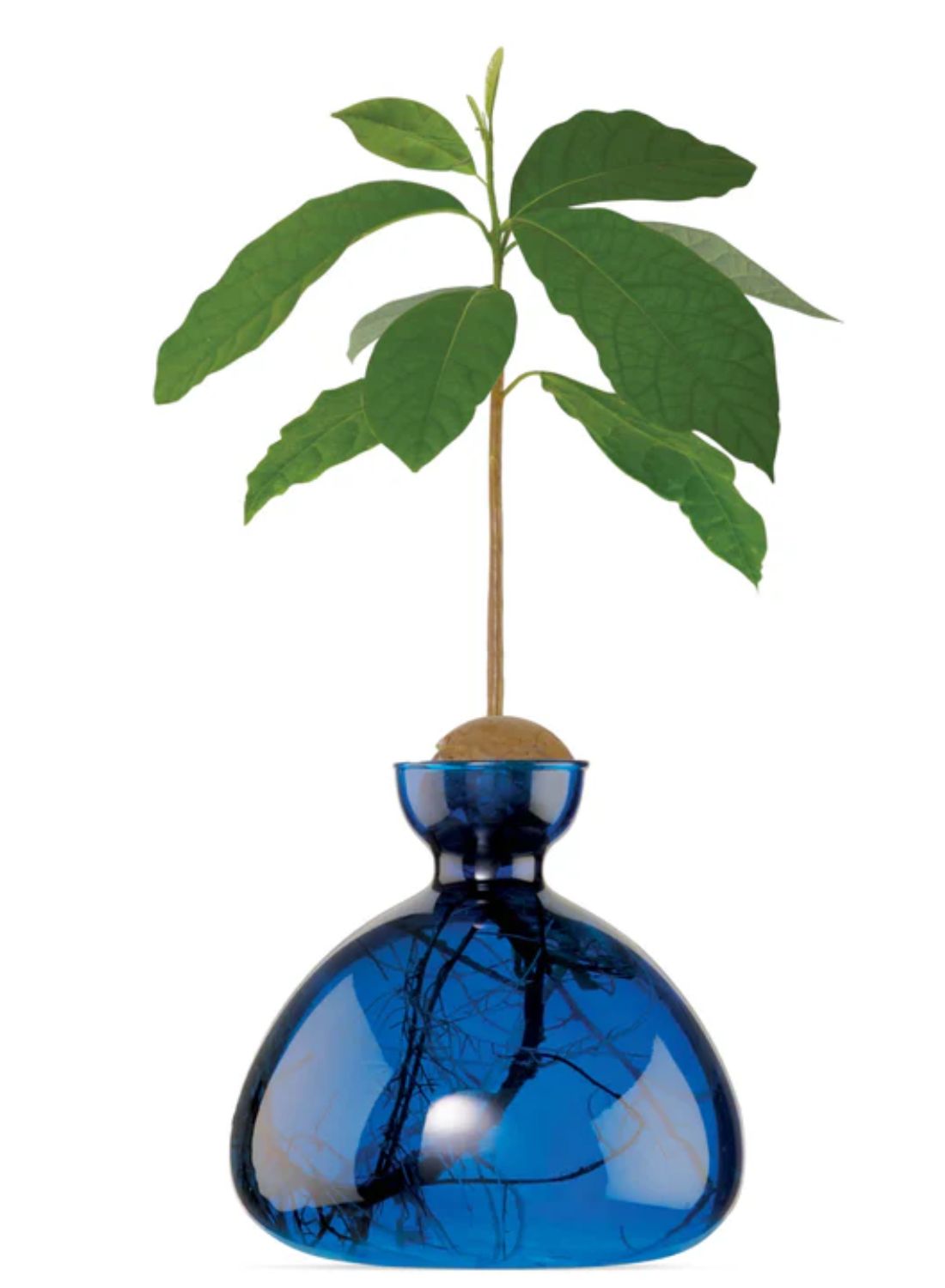 Avocado Vase Lapis Blue