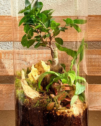 Bonsai terrarium