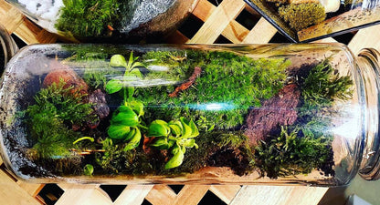 Fallen log terrarium