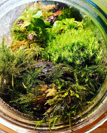 Fallen log terrarium