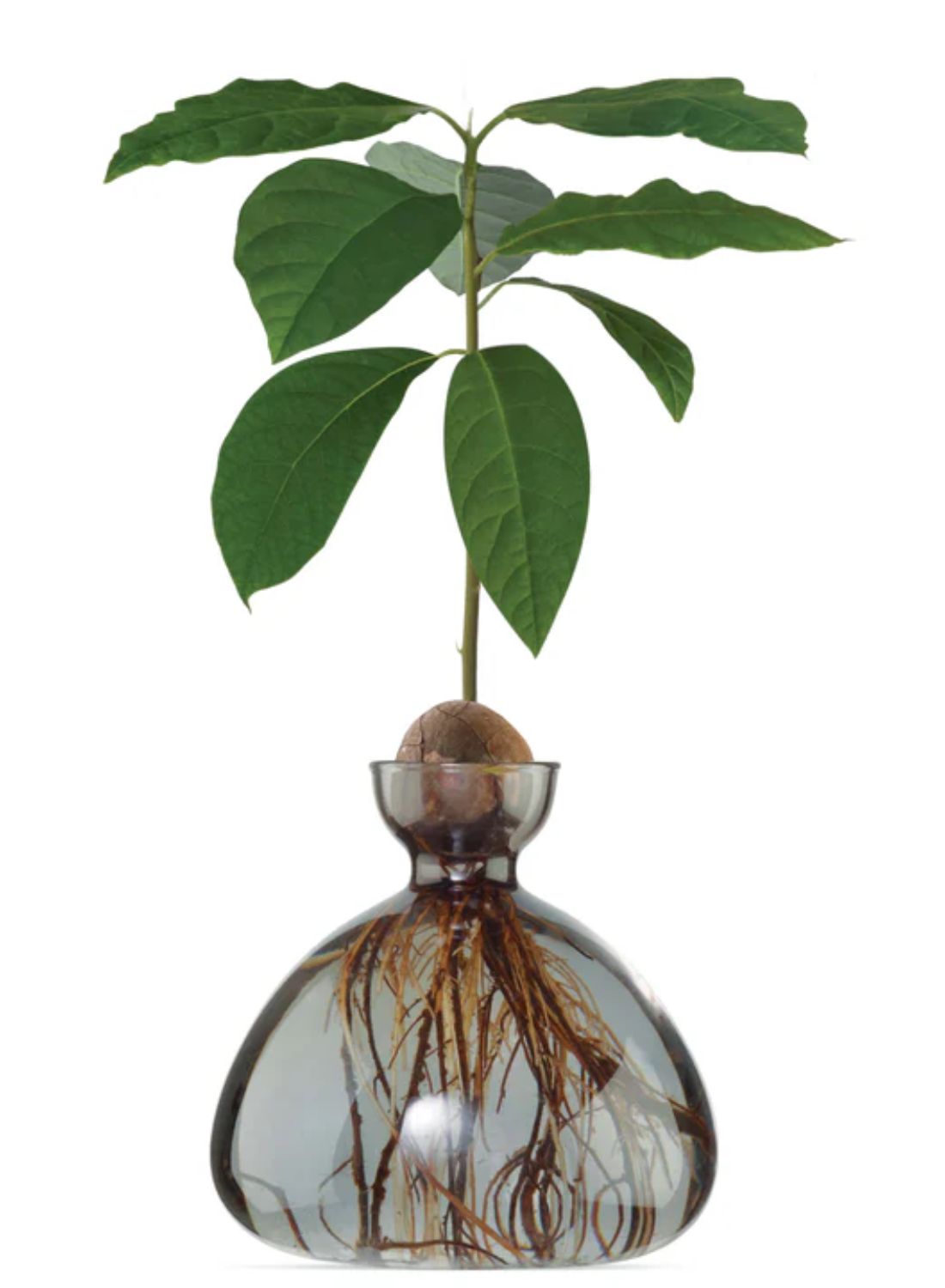 Avocado Vase Smoked Grey