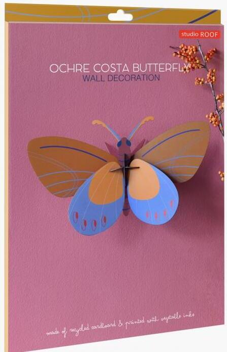 Ochre Costa Butterfly